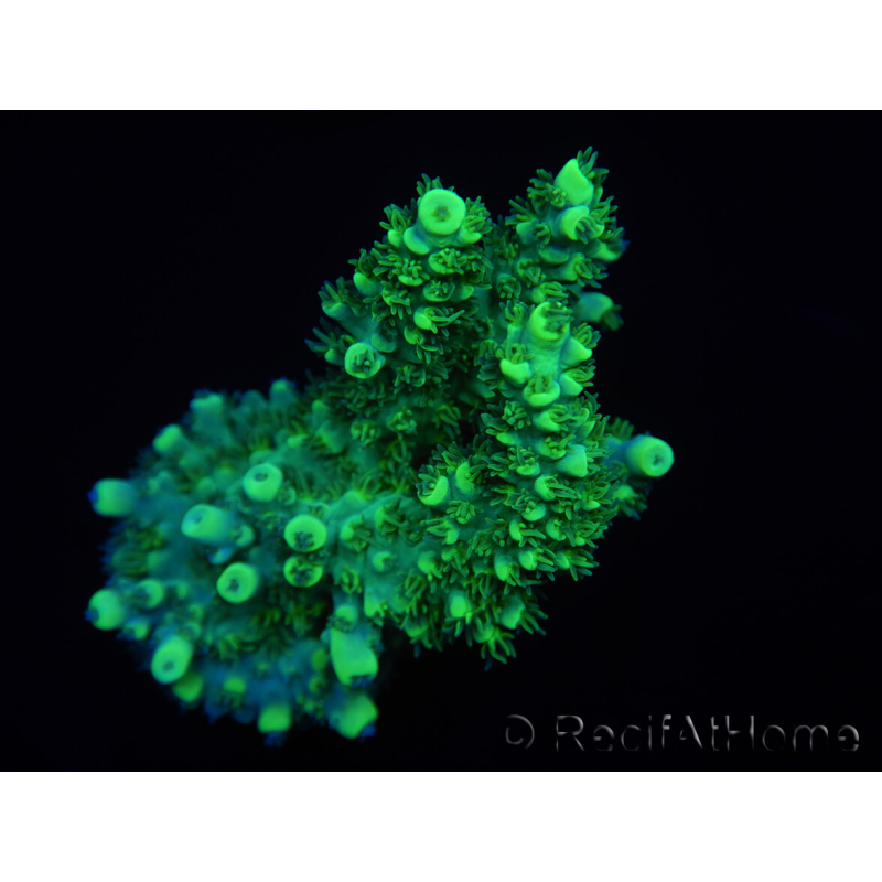 WYSIWYG Acropora aculeus 15G4 Australië geacclimatiseerd LED