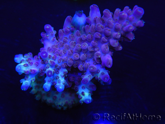 WYSIWYG Acropora 15G6 Australia acclimatata a LED