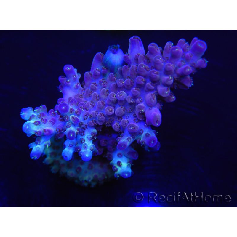 WYSIWYG Acropora 15G6 Australia acclimatata a LED