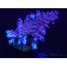 WYSIWYG Acropora 15G6 Australia acclimatata a LED