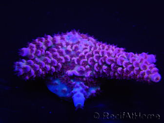 WYSIWYG Acropora rosaria 15G8 Maricoltura acclimatata a led