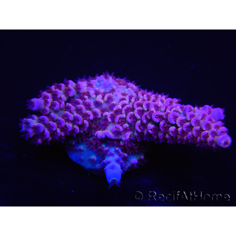 WYSIWYG Acropora rosaria 15G8 Maricoltura acclimatata a led