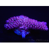 WYSIWYG Acropora rosaria 15G8 Maricoltura acclimatata a led