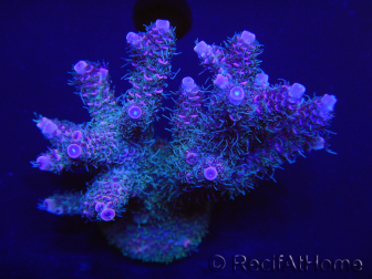 WYSIWYG Acropora millepora 15H3 Maricoltura acclimatata a LED