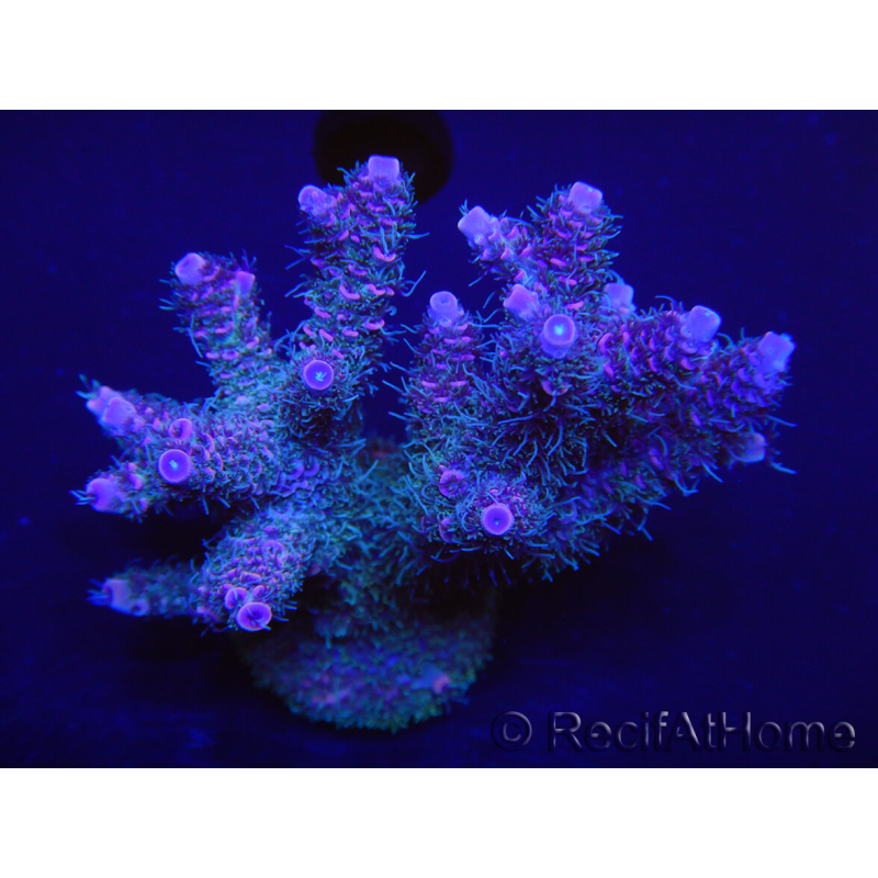 WYSIWYG Acropora millepora 15H3 Maricoltura acclimatata a LED