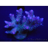 WYSIWYG Acropora millepora 15H3 Maricoltura acclimatata a LED