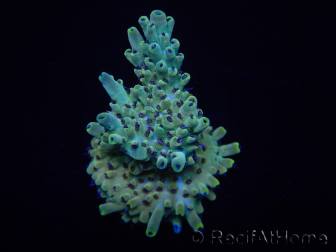 WYSIWYG Acropora austera 15H8 Maricoltura acclimatata a LED