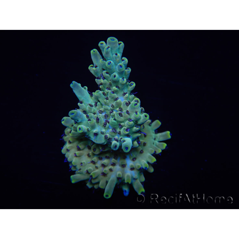 WYSIWYG Acropora austera 15H8 Maricoltura acclimatata a LED