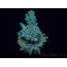 WYSIWYG Acropora austera 15H8 Maricoltura acclimatata a LED