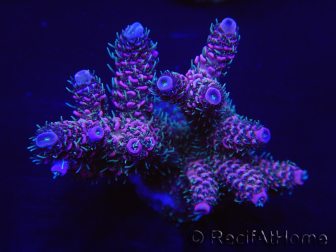 WYSIWYG Acropora millepora 15I9 Maricoltura acclimatata a LED