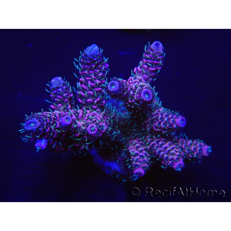 WYSIWYG Acropora millepora 15I9 Maricoltura acclimatata a LED