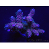 WYSIWYG Acropora millepora 15I9 Maricoltura acclimatata a LED