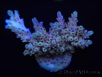 WYSIWYG Acropora 15J1 Mariculture acclimaté led