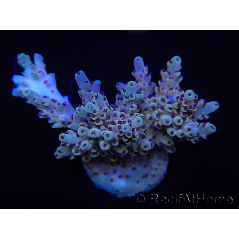 WYSIWYG Acropora 15J1 Mariculture acclimaté led