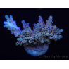 WYSIWYG Acropora 15J1 Mariculture acclimaté led