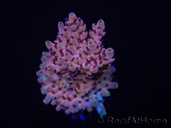 WYSIWYG Acropora 15J3 Mariculture acclimaté led