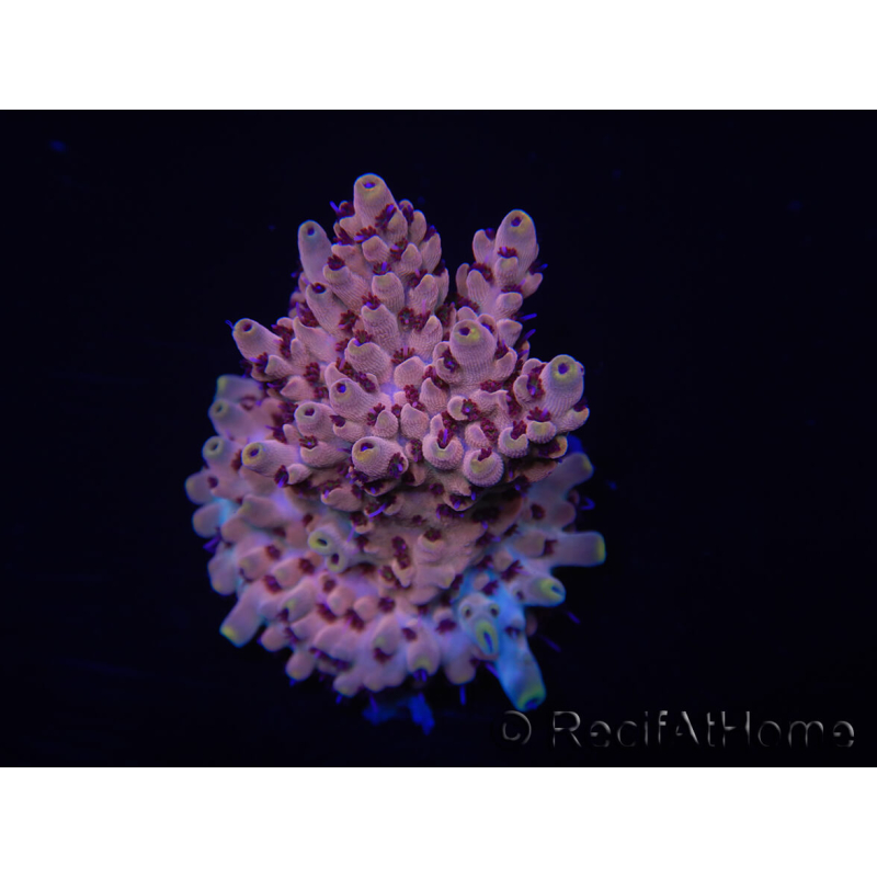 WYSIWYG Acropora 15J3 Mariculture acclimaté led