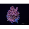 WYSIWYG Acropora 15J3 Mariculture acclimaté led