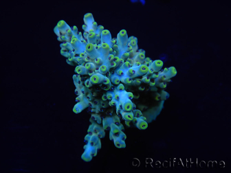 WYSIWYG Acropora 15J4 Mariculture acclimaté led