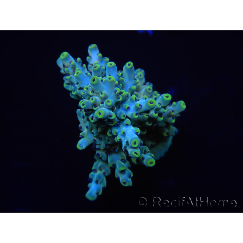 WYSIWYG Acropora 15J4 Mariculture acclimaté led