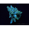 WYSIWYG Acropora 15J4 Mariculture acclimaté led