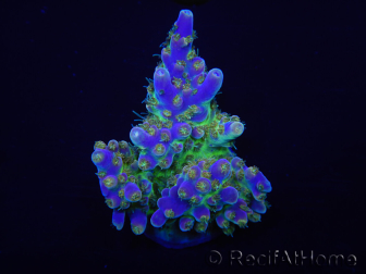 WYSIWYG Acropora 15J7 Fidji acclimaté led