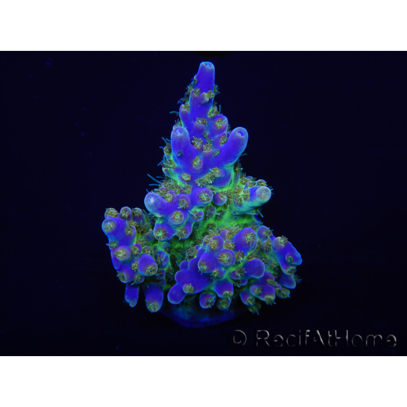 WYSIWYG Acropora 15J7 Fidji acclimaté led