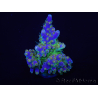 WYSIWYG Acropora 15J7 Fidji acclimaté led