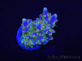 WYSIWYG Acropora 15J8 Fidji acclimaté led