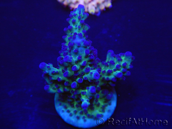 WYSIWYG Acropora 15K1 Australien eingewöhnt LED