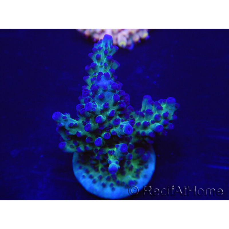 WYSIWYG Acropora 15K1 Australien eingewöhnt LED