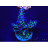 WYSIWYG Acropora 15K1 Australien eingewöhnt LED