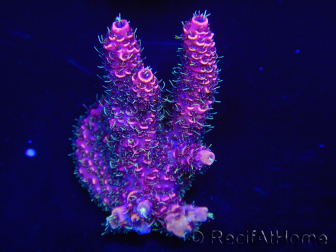 WYSIWYG Acropora millepora 15K4 Maricultura acclimatata a LED