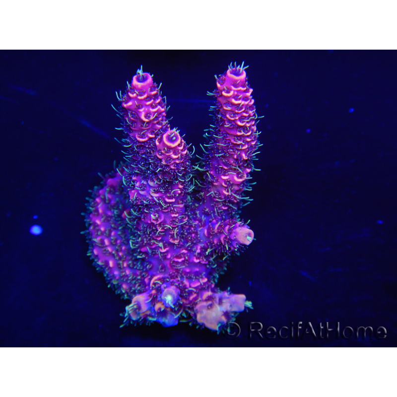 WYSIWYG Acropora millepora 15K4 Maricultura acclimatata a LED