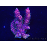 WYSIWYG Acropora millepora 15K4 Mariculture acclimated LED