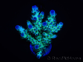 WYSIWYG Acropora 15L7 Fidji acclimaté led