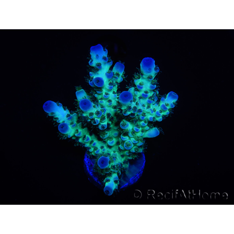 WYSIWYG Acropora 15L7 Fidji acclimaté led