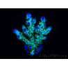 WYSIWYG Acropora 15L7 Fidji acclimaté led