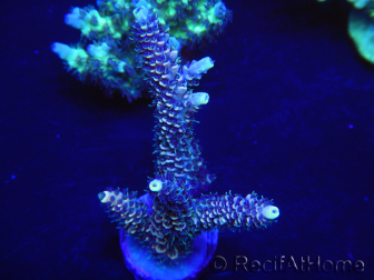 WYSIWYG Acropora 15M4 Australie acclimaté led