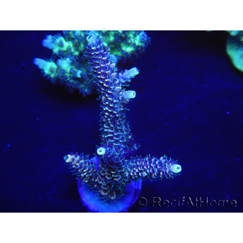 WYSIWYG Acropora 15M4 Australie acclimaté led