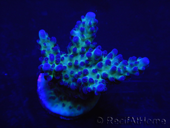 WYSIWYG Acropora 15M5 Australie acclimaté led