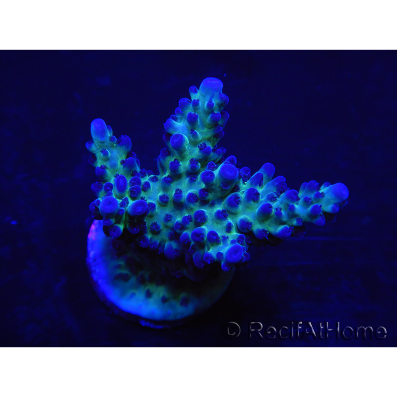 WYSIWYG Acropora 15M5 Australie acclimaté led