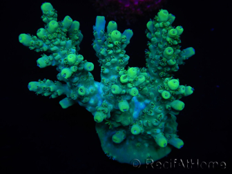 WYSIWYG Acropora aculeus 15M9 Australia acclimatato led