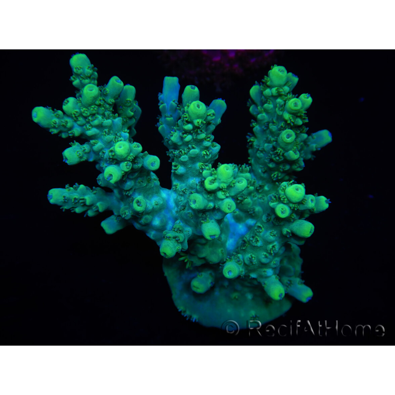 WYSIWYG Acropora aculeus 15M9 Australia acclimatato led