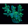 WYSIWYG Acropora aculeus 15M9 Australia acclimatato led