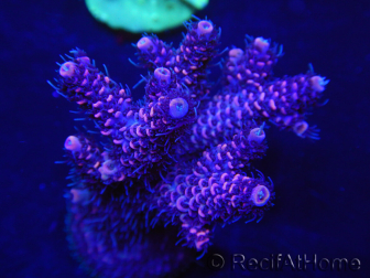 WYSIWYG Acropora millepora 15N1 Mariculture acclimaté led