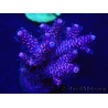 WYSIWYG Acropora millepora 15N1 Mariculture acclimaté led