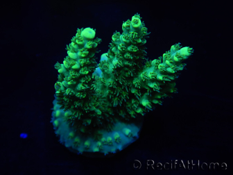 WYSIWYG Acropora aculeus 15N5 Australie acclimaté led