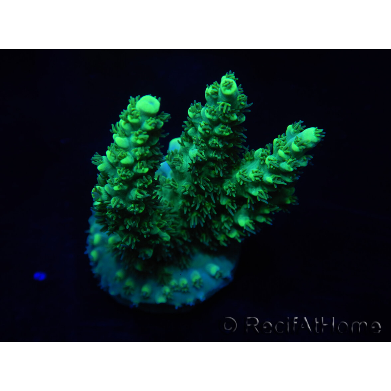 WYSIWYG Acropora aculeus 15N5 Australie acclimaté led