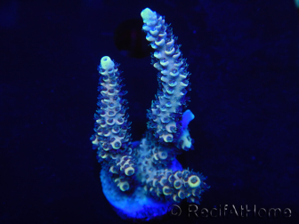 WYSIWYG Acropora 15N8 Australia acclimatata a led